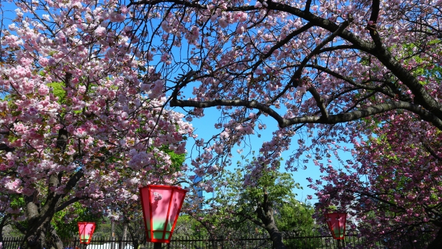 Paseo de los Cerezos de la Casa de la Moneda de Japón